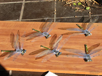 electronic dragonflies dragonfly sculpture group